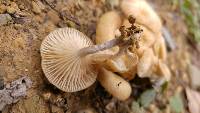 Armillaria tabescens image