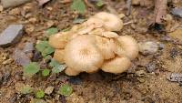 Armillaria tabescens image