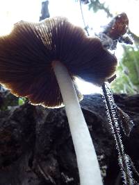 Psathyrella longipes image