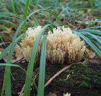 Artomyces pyxidatus image