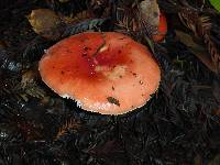 Russula cremoricolor image