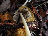 Coprinellus micaceus image