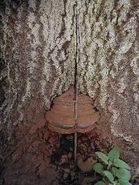 Ganoderma brownii image