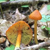 Hygrocybe conica image