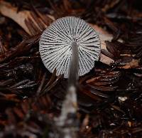 Mycena leptocephala image