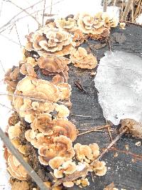 Trametes versicolor image