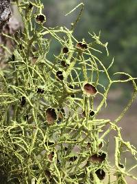 Letharia columbiana image