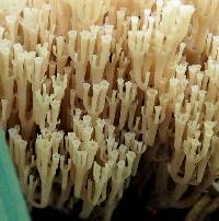 Artomyces pyxidatus image