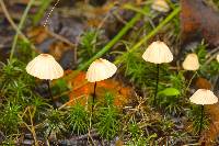 Marasmius siccus image