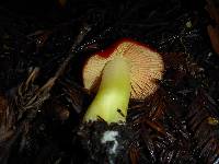 Hygrocybe laetissima image