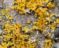 Xanthoria weberi image