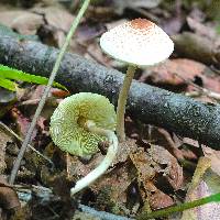 Lepiota cristata image