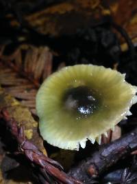 Hygrocybe psittacina var. psittacina image