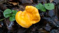 Cantharellus lateritius image