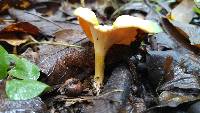 Cantharellus lateritius image