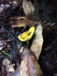 Hygrocybe chlorophana image