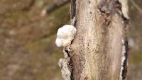 Schizophyllum commune image