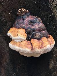 Fomitopsis pinicola image