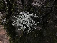 Ramalina farinacea image