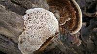 Trametes versicolor image