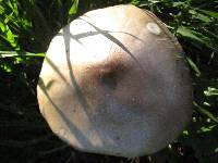 Volvariella gloiocephala image