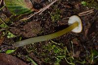 Hygrocybe singeri image