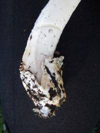 Volvariella gloiocephala image