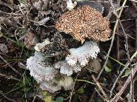 Schizophyllum commune image