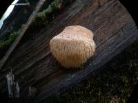 Hericium erinaceus image