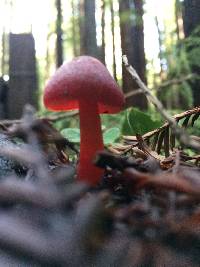 Hygrocybe coccinea image