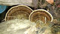 Trametes versicolor image