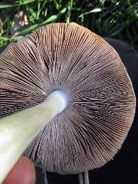 Volvariella gloiocephala image