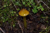 Hygrocybe singeri image