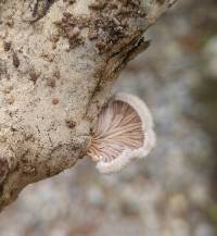 Schizophyllum commune image