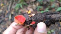 Sarcoscypha coccinea image