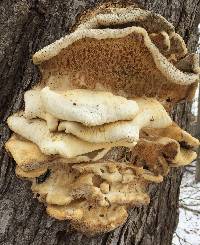 Laetiporus conifericola image