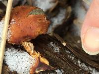 Flammulina velutipes image