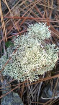 Cladonia rangiferina image