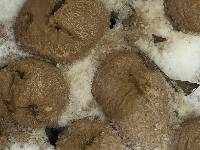 Lycoperdon pyriforme image