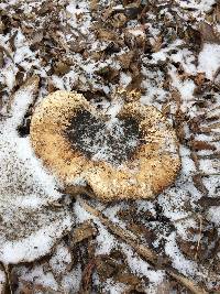 Polyporus squamosus image