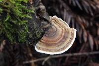 Trametes versicolor image