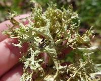 Evernia prunastri image