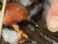 Flammulina velutipes image