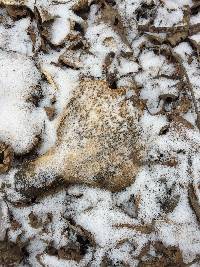 Polyporus squamosus image