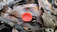 Sarcoscypha coccinea image