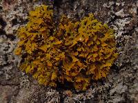 Xanthoria ulophyllodes image