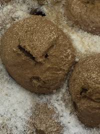 Lycoperdon pyriforme image