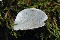 Trametes versicolor image