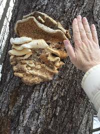 Laetiporus conifericola image