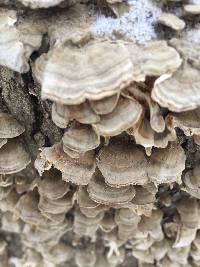 Trametes versicolor image